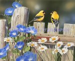 Morning Glories And Finches (image for) Morning Glories And Finches
